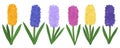 Set colored hyacinths flowers. Botanical colourful vector illustration Royalty Free Stock Photo